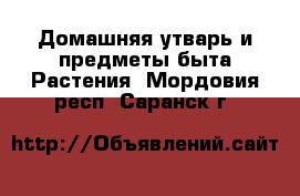 Домашняя утварь и предметы быта Растения. Мордовия респ.,Саранск г.